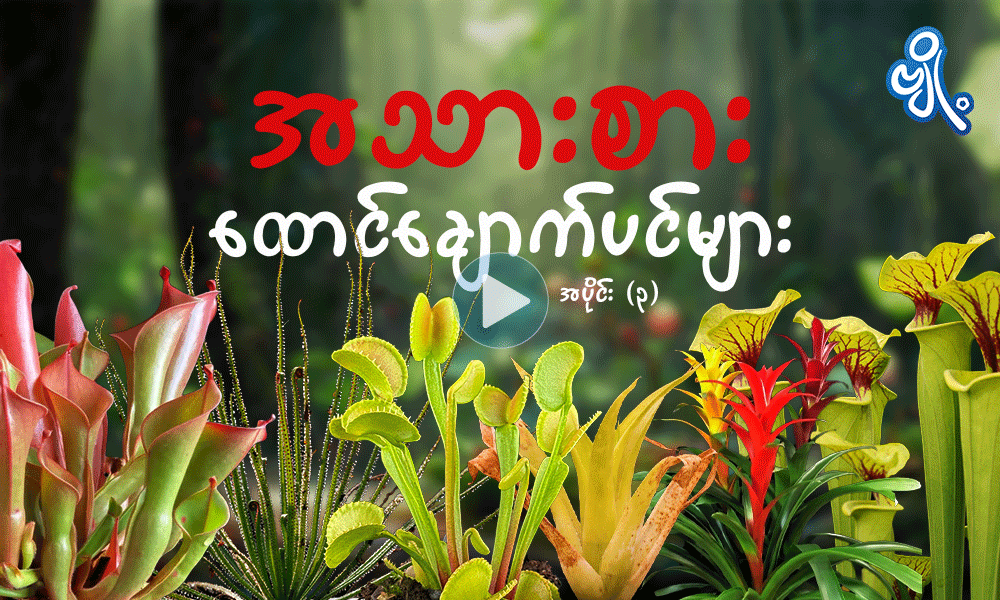 အသားစားထောင်ချောက်ပင်များ အပိုင်း ( ၃ ) . . .