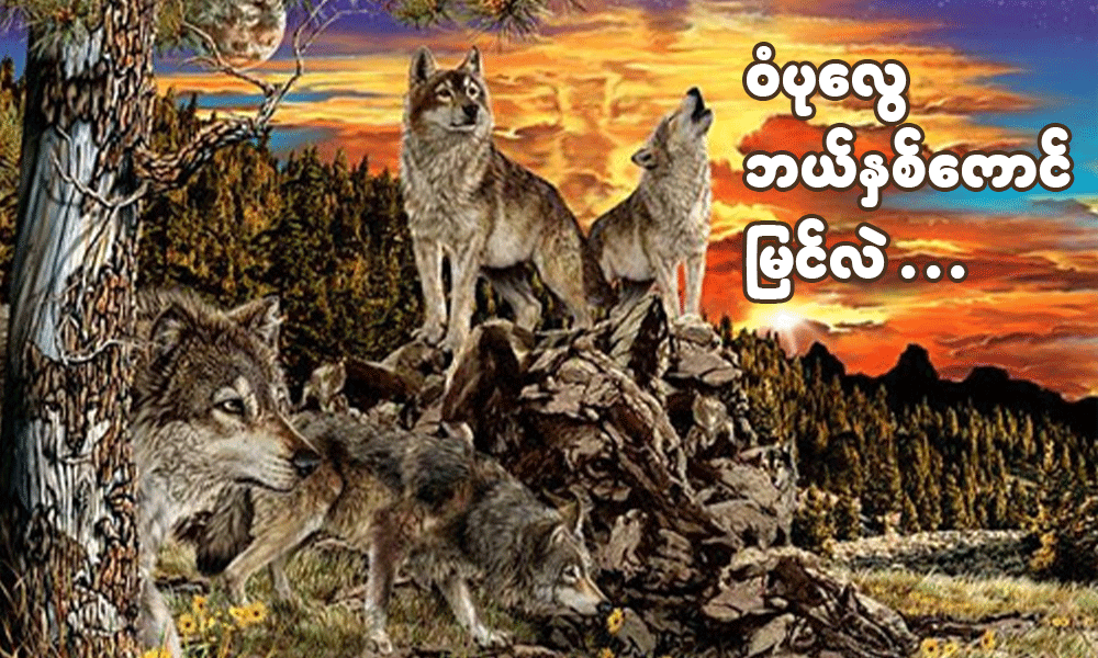 ဝံပုလွေ ဘယ်နှစ်ကောင် မြင်လဲ . . .